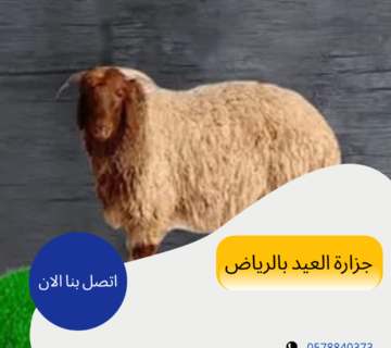 أفضل جزار في الرياض