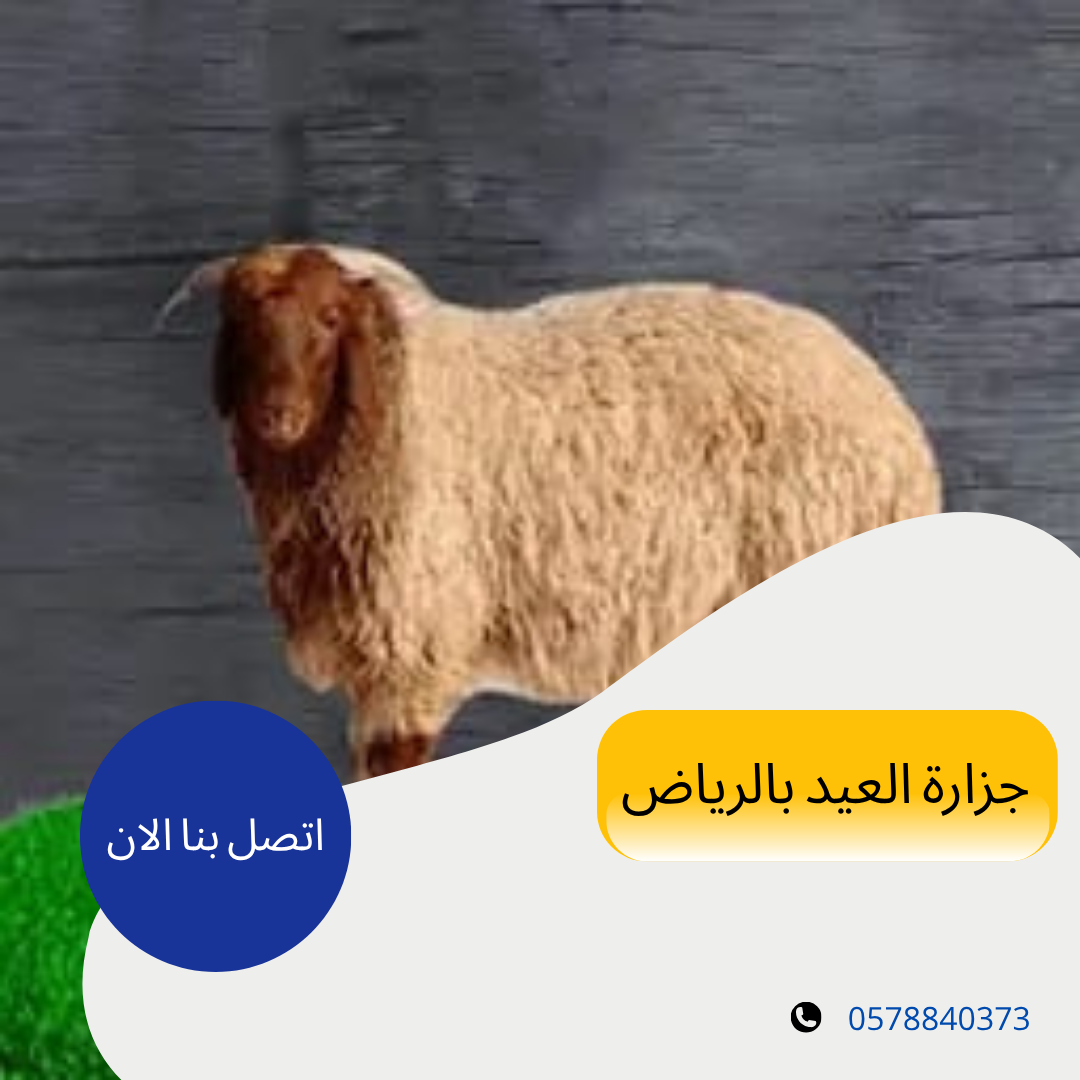 أفضل جزار في الرياض